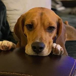 Meet your Posher, Steve